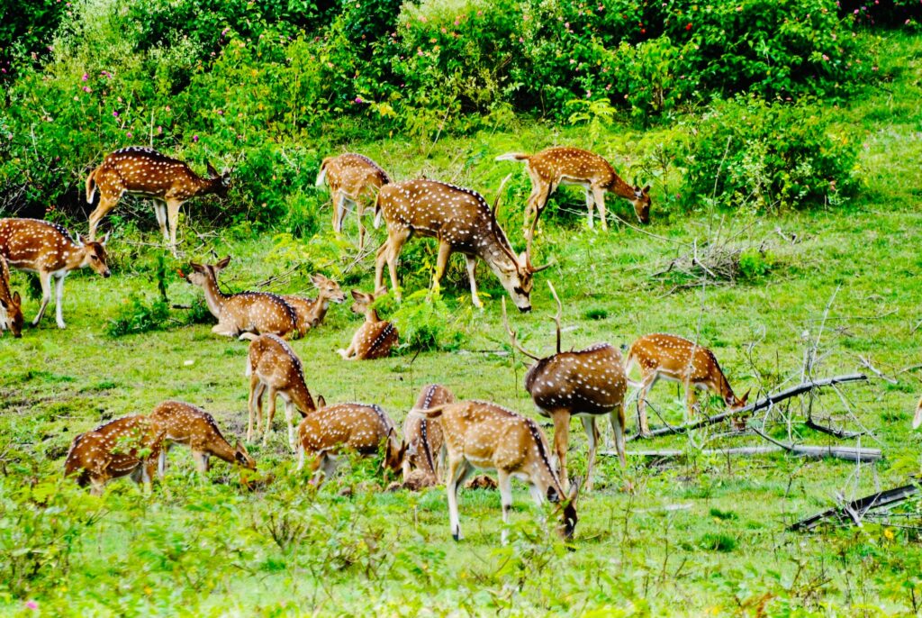 A herd of deers in lush green forest